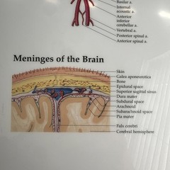 The Brain 3D Raised Relief Chart by Anatomical Chart Company (2004, Wallchart)
