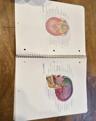 Student Study Art Notebook Concepts of Human Anatomy & Physiology Spiral PB Book