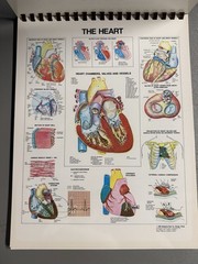 THE ANATOMICAL CHART SERIES: Full Size Desktop Easel by Bachin & Beck (1985) VG