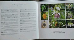 Passiflora en Bolivia Identification Guide Hermes Justiniano Suarez Signed Botan