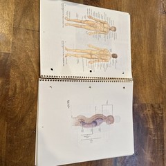Student Study Art Notebook Concepts of Human Anatomy & Physiology Spiral PB Book