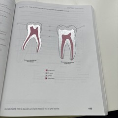 Dental Anatomy Coloring Book
