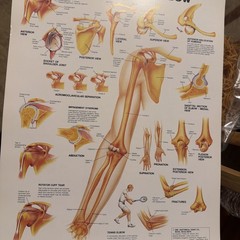 The Anatomical Chart Series – Classic Library Edition Desk Size Version.