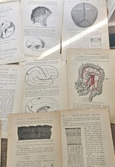 1913 Anatomy Medical Pages Diagrams 14 Pages 6″x8.5″