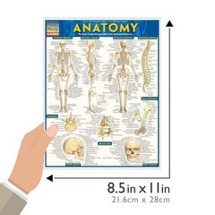 NEW QuickStudy | Anatomy Laminated Tri-Fold Study Guide *SALE $3* FAST SHIPPING!