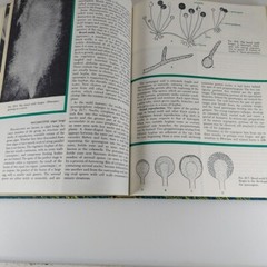 Botany 3rd Edition by Wilson & Loomis 1962 Holt, Rinehart And Winston Illustr HC