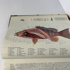 McClane’s Standard Fishing Encyclopedia and International Angling Guide