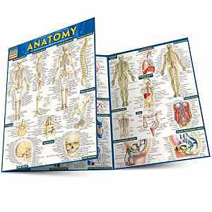 Anatomy QuickStudy Laminated Reference Guide – Pamphlet, by Perez Vincent – Good