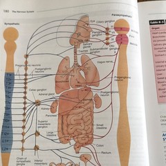 F. A. Davis Company Essentials of Anatomy & Physiology Fourth Edition Full Color