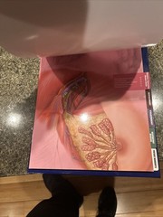 Anatomical Chart Healthcare Education Collection: The Professional’s Reference f