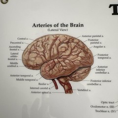 The Brain 3D Raised Relief Chart by Anatomical Chart Company (2004, Wallchart)