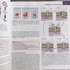 Understanding Pathophysiology Sixth Edition by Kathryn L. McCance Paperback