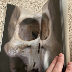 CRANIAL VISIONS Art Book Mike DeVries Skulls Tattoo – See Description