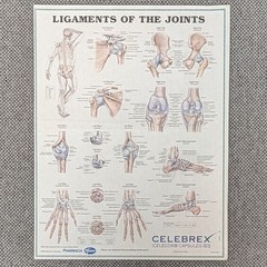 Drug Rep Advertising Celebrex Anatomical Chart Ligaments of the Joints 8.5×11