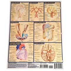 Circulatory System Laminated Study Academic Bar Charts Inc Vincent Perez