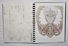 Schick Notebook Charts Human Anatomy Softcover Spiral Bound Book (1987)
