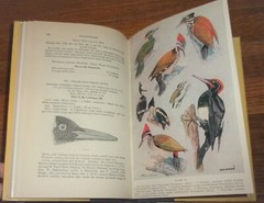 HANDBOOK OF THE BIRDS OF INDIA & PAKISTAN, 2nd Edition, Vol. 4-SUPERB Rare HC DJ