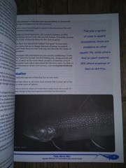 Aquatic Wild Marine Wildlife Fish Bird School Education Activity Guide Book K-12