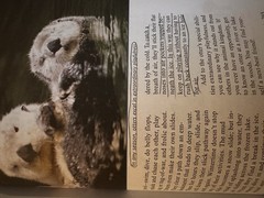 BJU Press Reading 5 Student Textbook 2nd Ed Pages In My Head Bob Jones 5th Grade