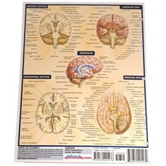 Laminated Brain Quick Study Academic Bar Charts Inc Vincent Perez 2001 Vintage