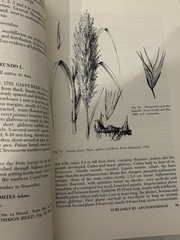 The Grasses of Texas By Frank W Gould 1975 HC Dust Jacket Texas A&M Press