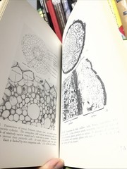 Plant Anatomy Esau, Katherine 1965 Illustrated Botany Textbook Vtg 1960s Rare