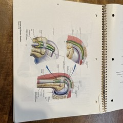 Student Study Art Notebook Concepts of Human Anatomy & Physiology Spiral PB Book