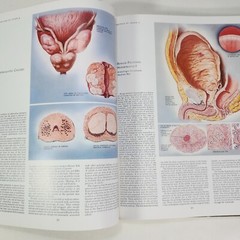 Ciba Medical Illustrations Reproductive System Vol 2 Frank Netter Book 1984 HC
