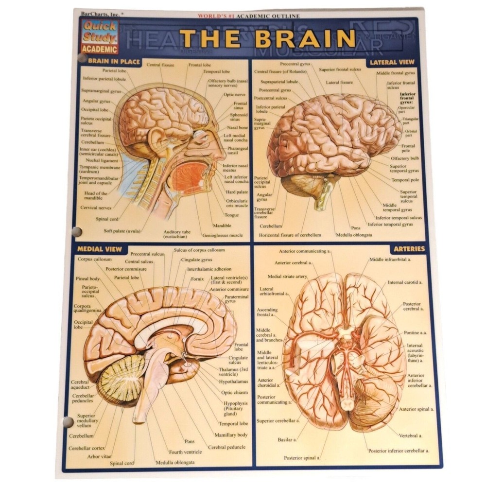 Brain Laminated Quick Study Academic Bar Charts Inc Vincent Perez 2001 Vintage