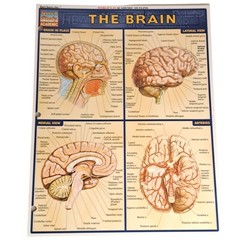 Laminated Brain Quick Study Academic Bar Charts Inc Vincent Perez 2001 Vintage