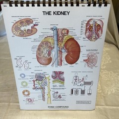 Classic Desktop Anatomical Chart Series Bachin Beck 1985 Homeschool 15” x 11”