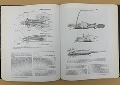 Oceanic Anglerfishes: Extraordinary Diversity in the Deep Sea Theodore W Pietsch