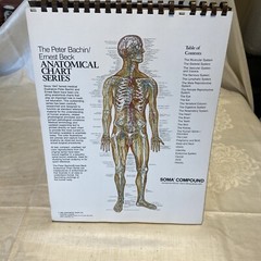 Classic Desktop Anatomical Chart Series Bachin Beck 1985 Homeschool 15” x 11”