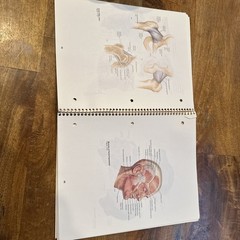 Student Study Art Notebook Concepts of Human Anatomy & Physiology Spiral PB Book