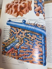 The CIBA Collection Of Medical Illustrations Volume 3 Digestive System 1964
