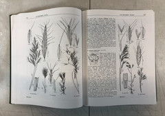 Flora of North America, 2 vol, Mary E. Barkworth, E-123