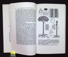 The Morphology of Pteridophytes: Structure of Ferns & Allied Plants K.R. Sporne