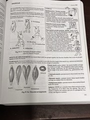 Anatomy of Domestic Animals & Systemic & Regional Approach 9th Edition SUDZ