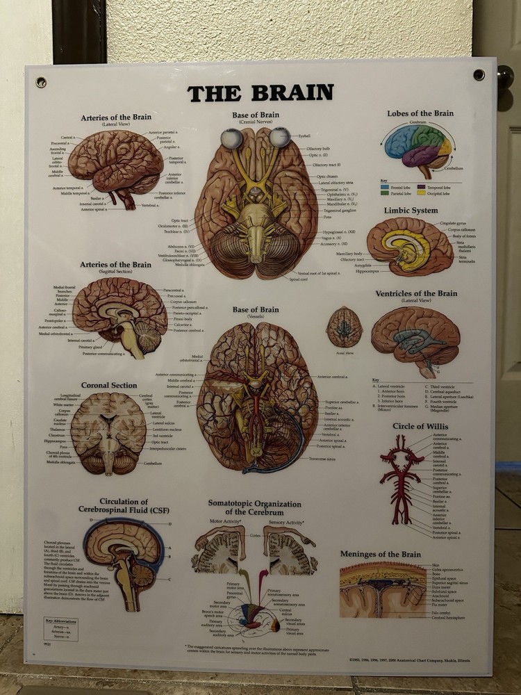 The Brain 3D Raised Relief Chart by Anatomical Chart Company (2004, Wallchart)