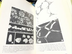 Plant Anatomy Esau, Katherine 1965 Illustrated Botany Textbook Vtg 1960s Rare