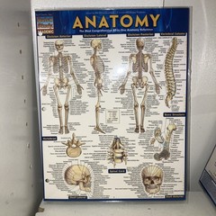 NEW QuickStudy | Anatomy Laminated Tri-Fold Study Guide ~