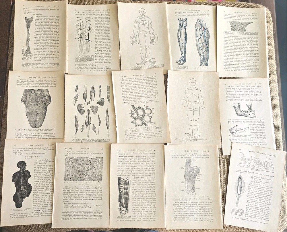 1913 Anatomy Medical Pages Diagrams 14 Pages 6″x8.5″
