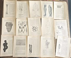 1913 Anatomy Medical Pages Diagrams 14 Pages 6″x8.5″