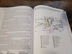 Dental Anatomy Coloring Book – Paperback, by Fehrenbach RDH MS Margaret – ACCEPT