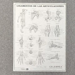 Drug Rep Advertising Celebrex Anatomical Chart Ligaments of the Joints 8.5×11
