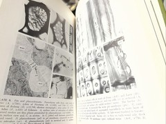 Plant Anatomy Esau, Katherine 1965 Illustrated Botany Textbook Vtg 1960s Rare