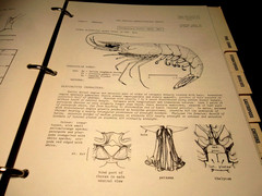 Western Central Atlantic Fishing Area 31- VOLUME 6: Lobsters, Shrimps and Prawns