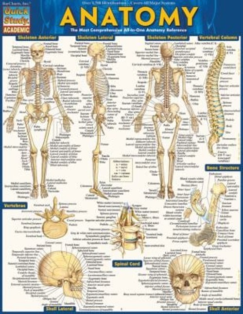 Anatomy : QuickStudy Laminated Reference Guide Vincent Perez