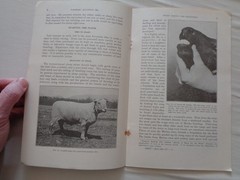 Farm Sheep Raising for Beginners by Marshall Millin 1917 Farmers Bulletin 840 US