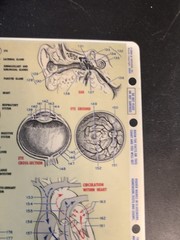 Anatomy (Quickstudy Reference Guides, 1969) Vintage
